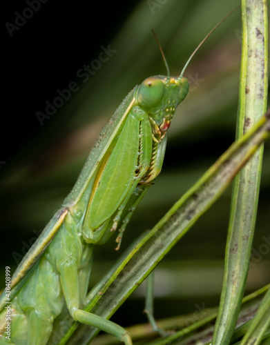 Greem Praying Mantis on a plant