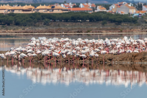 A group of pink flamingos relaxing and sunbathing in the Marismas del Odiel natural area, Huelva, Andalusia, Spain