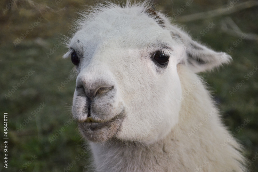 Sweet llama. White gentle animal.