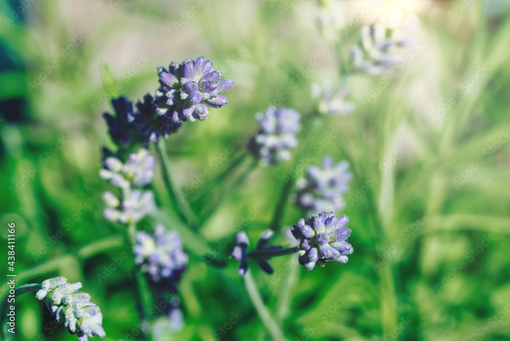 close-up of purple lavender flowers against defocused green background close-up of purple lavender flowers against defocused green background