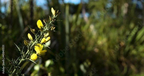 Cinematic reveal of a gorse plant with its yellow flowers photo