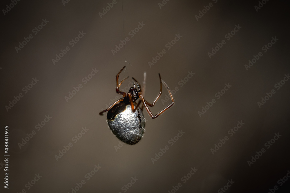 spider on the web spider on the web