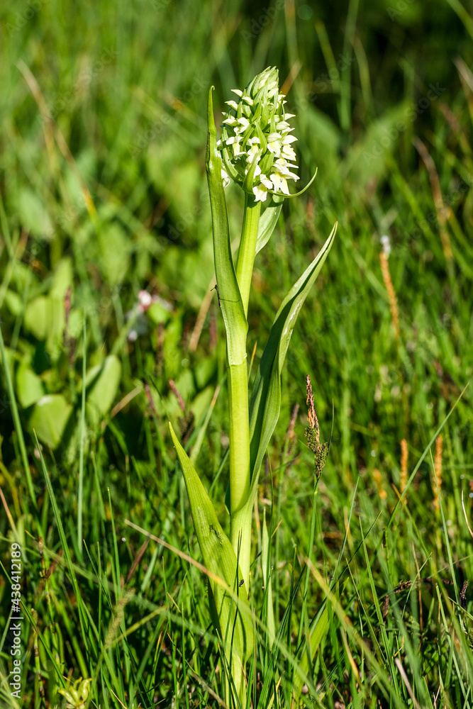 White dactylorhiza incarnata orchid on a meadow White dactylorhiza incarnata orchid on a meadow