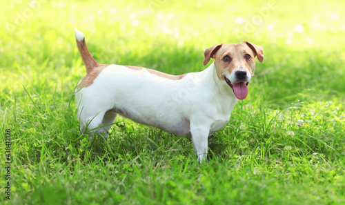 Close up Jack Russell Terrier dog on green grass in sunny summer day