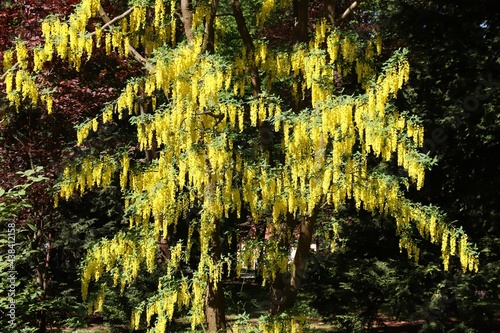 Papier peint Golden chain tree - laburnum