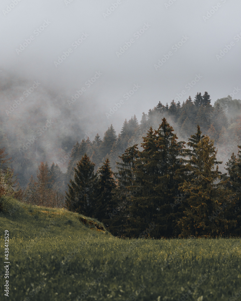 Nebelige Waldlandschaft