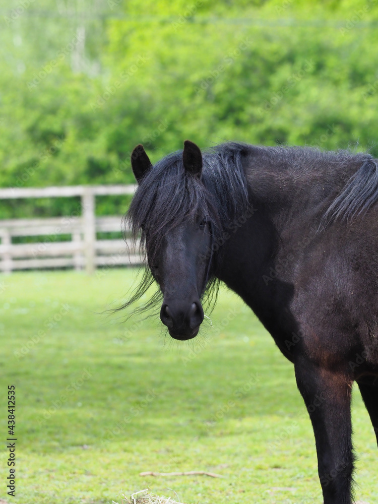 Rare Breed Dales Pony