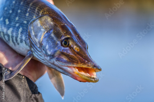 Fototapeta Naklejka Na Ścianę i Meble -  Close-up of caught pike fish trophy in water. Fishing background.Pike catch lure.