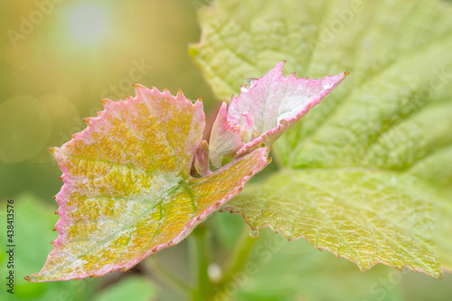 Canvas Print Sunshine abounds in this macro close up of brighly colored new growth on gapevin