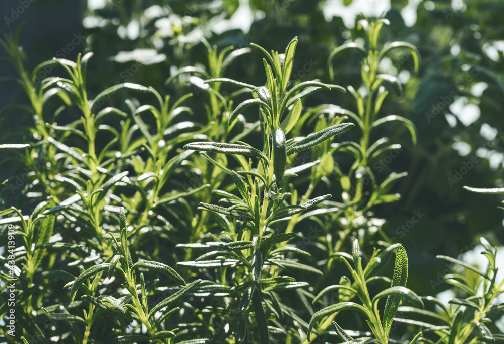 Fototapeta premium close-up view of rosemary plant in garden