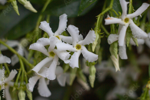 Star jasmine bloom in morning ,close up of white jasmine
Plant.Italian garden.