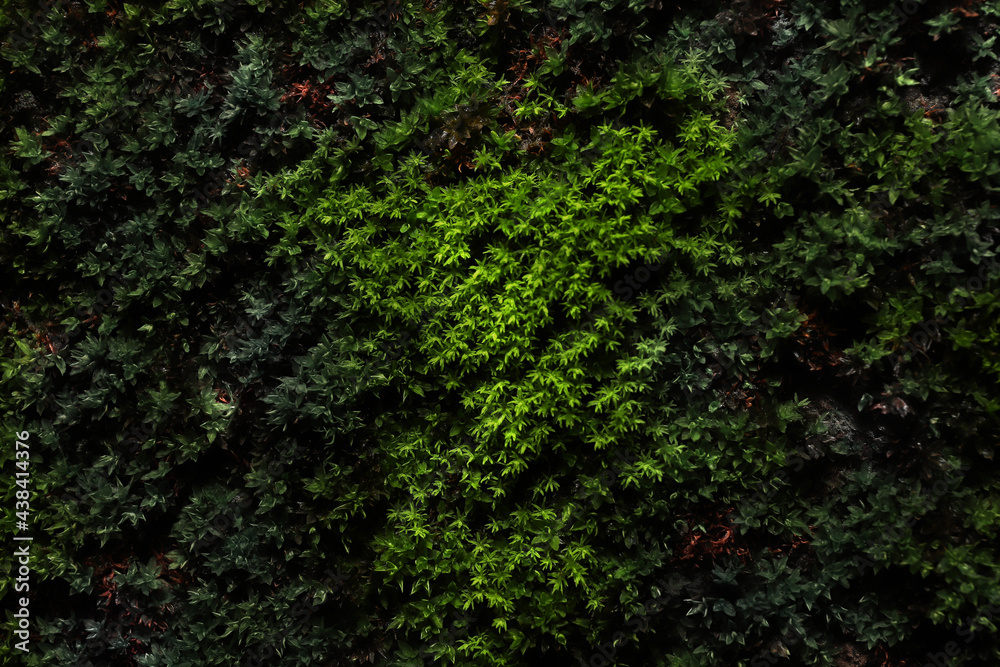 Grass Wall Cement, nature, natural wall grass