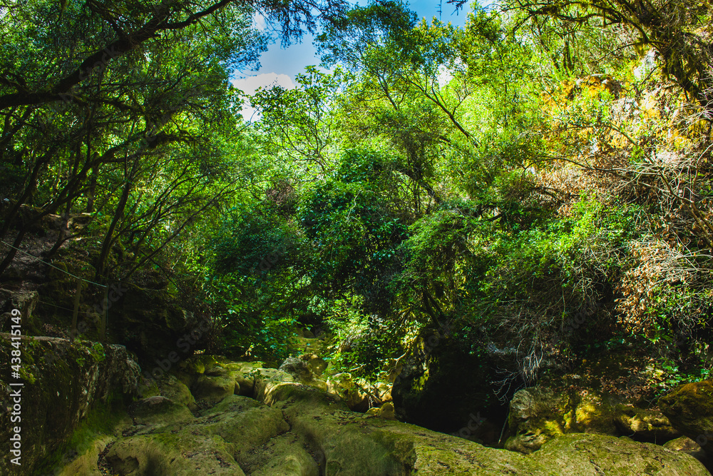 Obraz premium dry stream in the forest