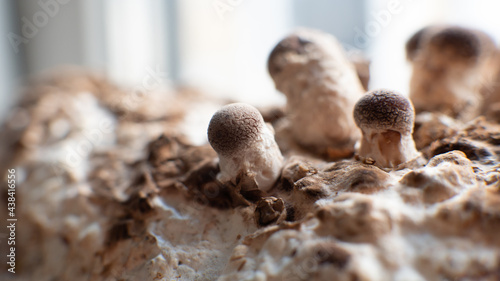 Fototapeta Naklejka Na Ścianę i Meble -  Shiitake Mushrooms on mycelium block. Traditional chinese.medicine fungi.