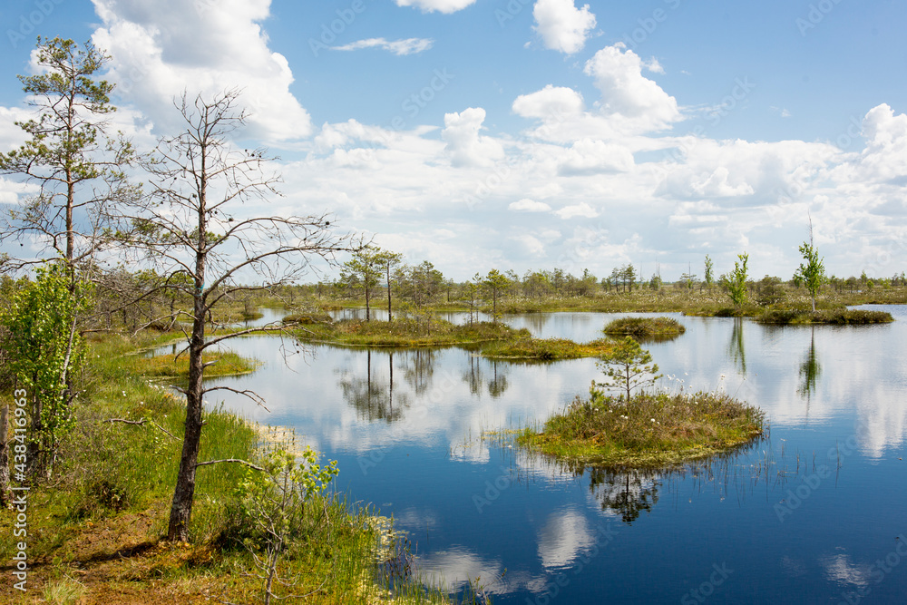 Swamps. Belarusian swamps are the lungs of Europe. Ecological reserve Yelnya.