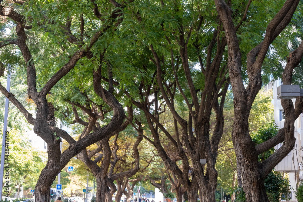 Fototapeta premium the tree in the park