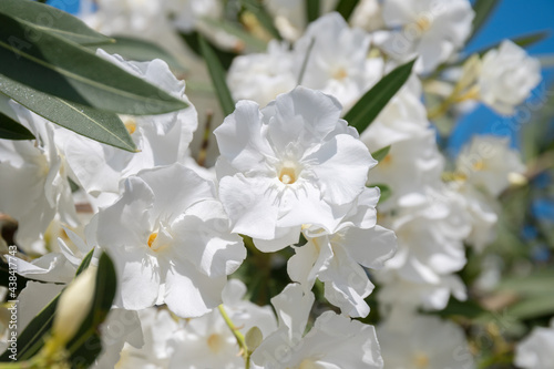 White oleander flowers (Oleander Nerium) close up. Selective focus.