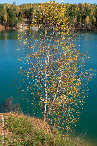 Birch on the bank of a flooded quarry near the village of Aprelka photo