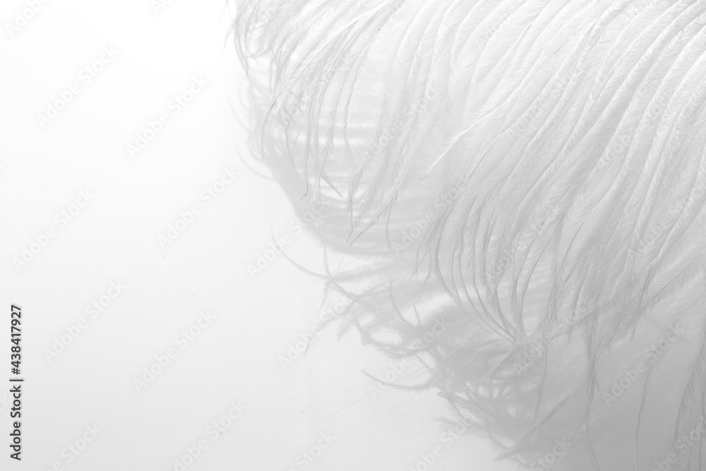 Fototapeta premium White feathers on a white background