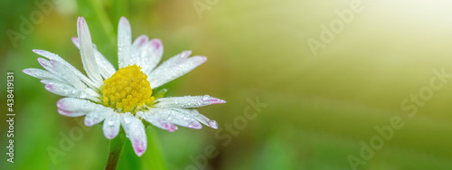 Photos Spring summer flower background banner panorama - Closeup of green meadow with b