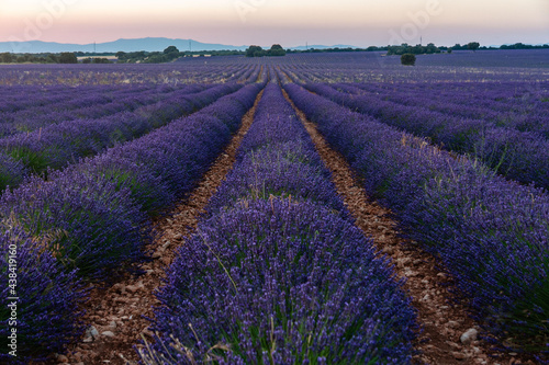 Lavender farmland at sunset with mountains on the horizon. Selective focus. Horizontal Photography.