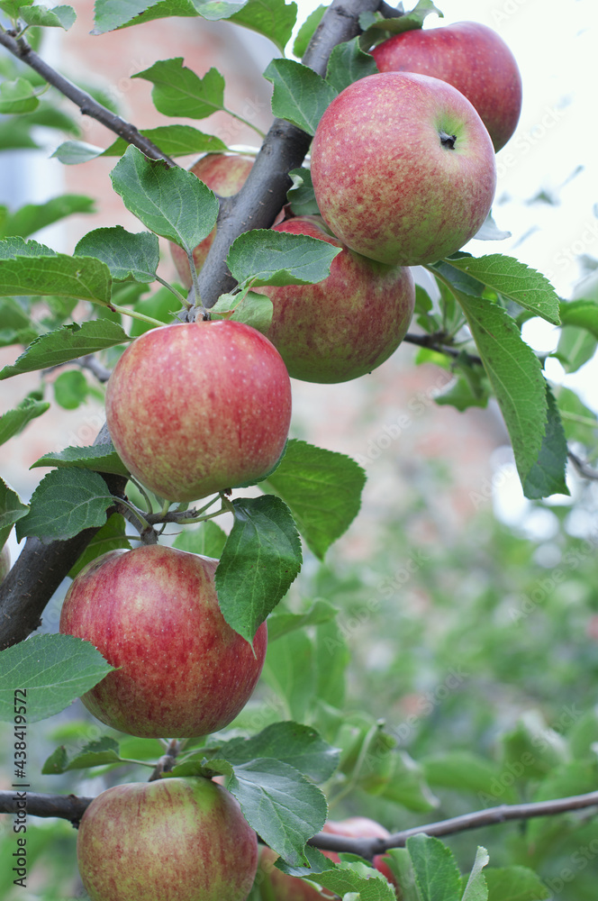 Branch of ripe red apples on summer garden Branch of ripe red apples on summer garden