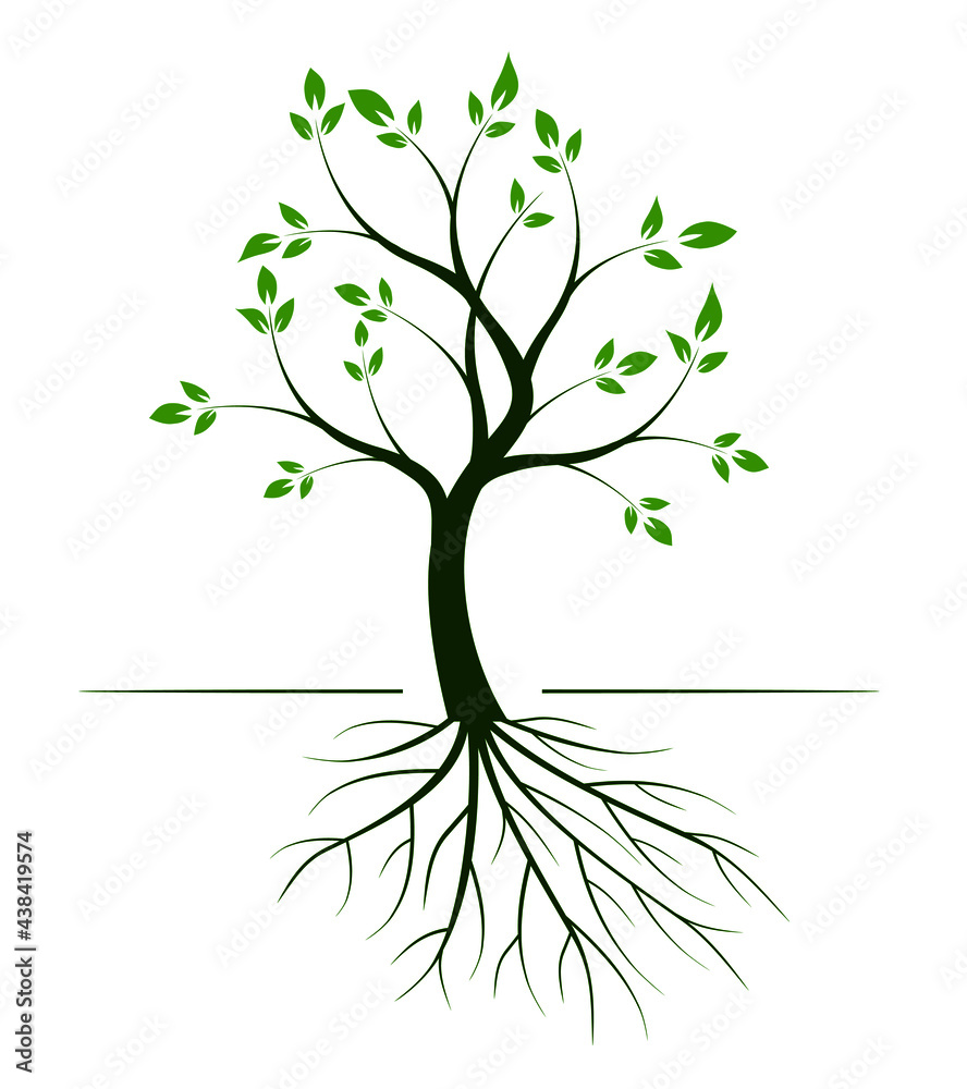 Fototapeta premium Green tree and roots. Vector illustration.