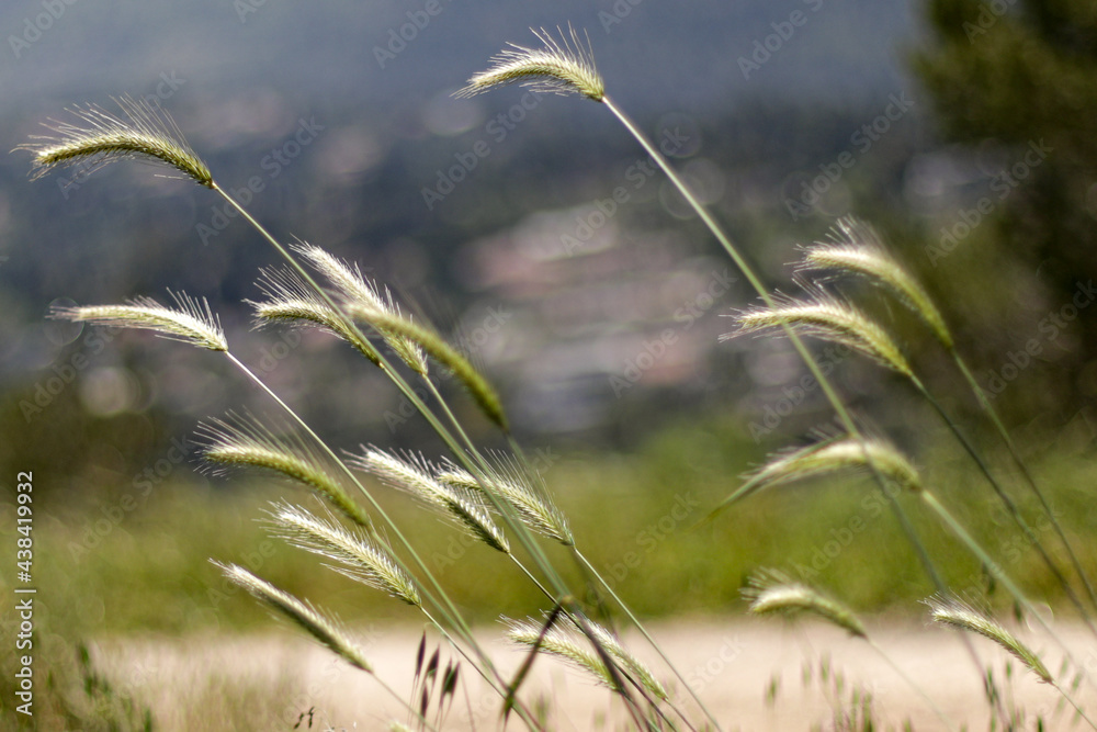 Fototapeta premium grass in the wind