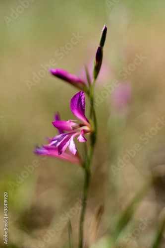 purple flower in spring