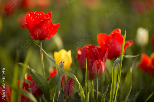 tulips are yellow and red