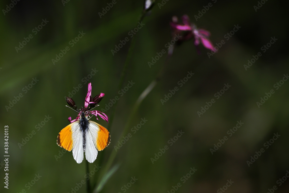Fototapeta premium butterfly on flower