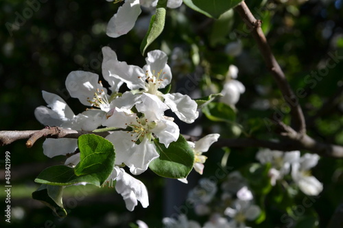 Blooming apple tree with white flowers, natural background