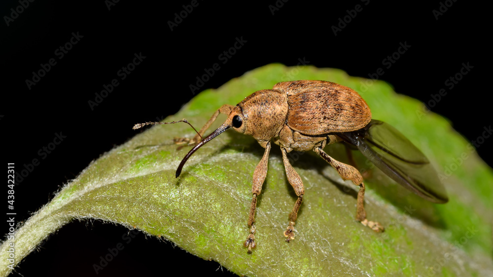 Adern-Eichelbohrer, Eichelbohrer, Rüsselkäfer, Käfer, Insekt, Tier, Natur, Makro Adern-Eichelbohrer, Eichelbohrer, Rüsselkäfer, Käfer, Insekt, Tier, Natur, Makro