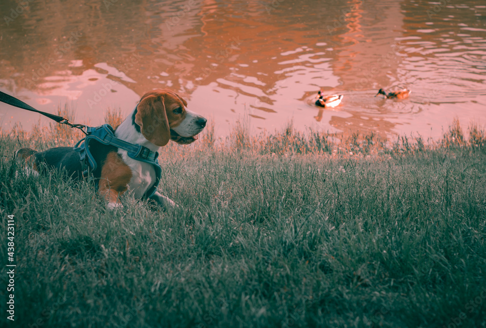 Pies przypięty szelkami bawi się w parku w tle widać kaczki - obrazy, fototapety, plakaty 