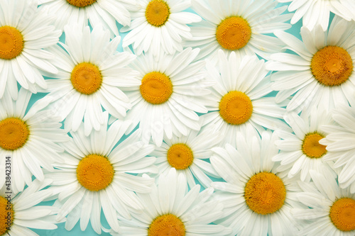 Chamomile background. Blooming chamomile field  Chamomile flowers. Natural herbal treatment.
