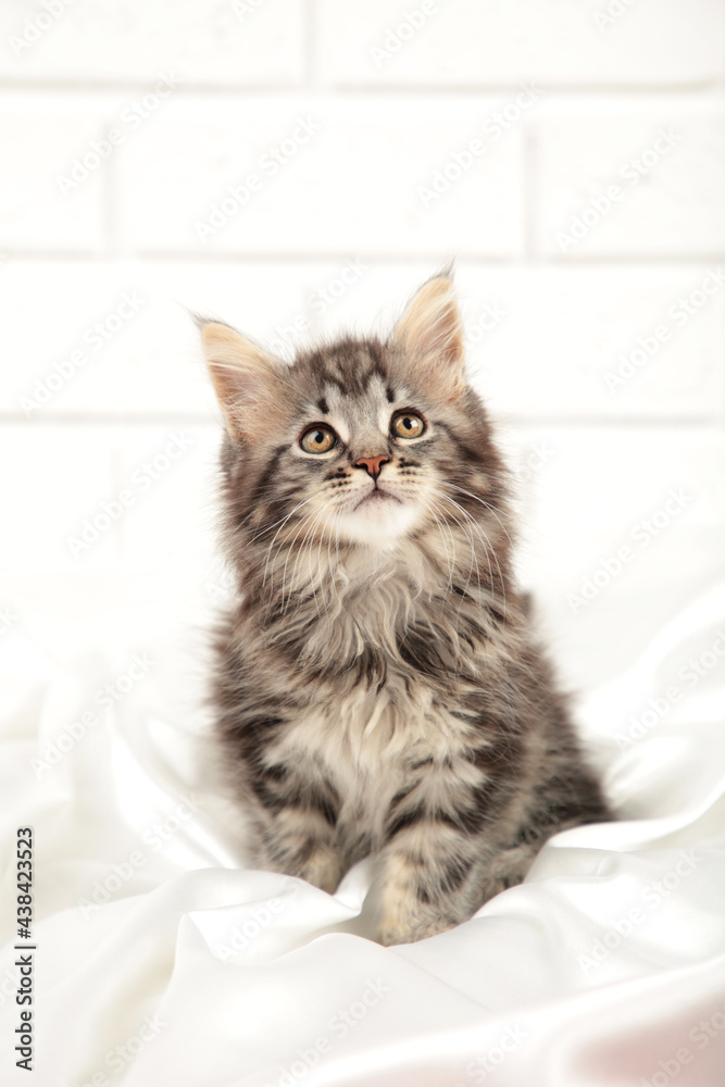 Small gray Maine Coon kitten posing on light background