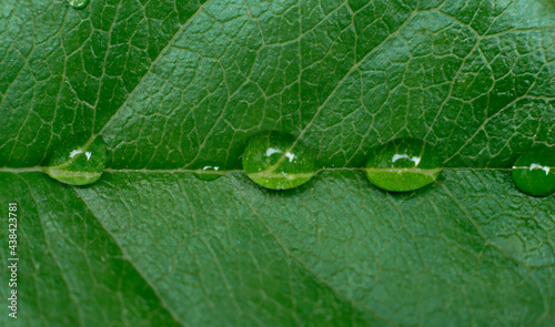 water droplets on leaves in the rain forest