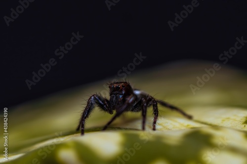 NINJA the black spider got tired of framing ad lighting, Black beauty with red ring border eyes. 