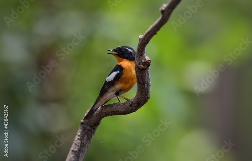 Mugimaki Flycatcher The upper body head is black. Behind the eyes are short white eyebrows-like stripes, large white wings, the neck, chest and belly above dark orange. Vachirabenjatat Park, Thailand. photo