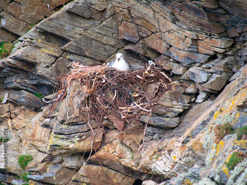 An active fulmar nest including plastic and metal waste - taken near Collaster on the island of Unst in Shetland, UK.