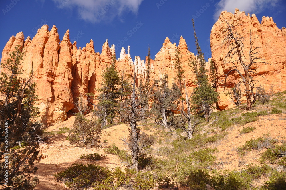 Scenic view of orange pinnacles at sunny day in Paunsaugunt Plateau of Bryce Canyon National Park, USA