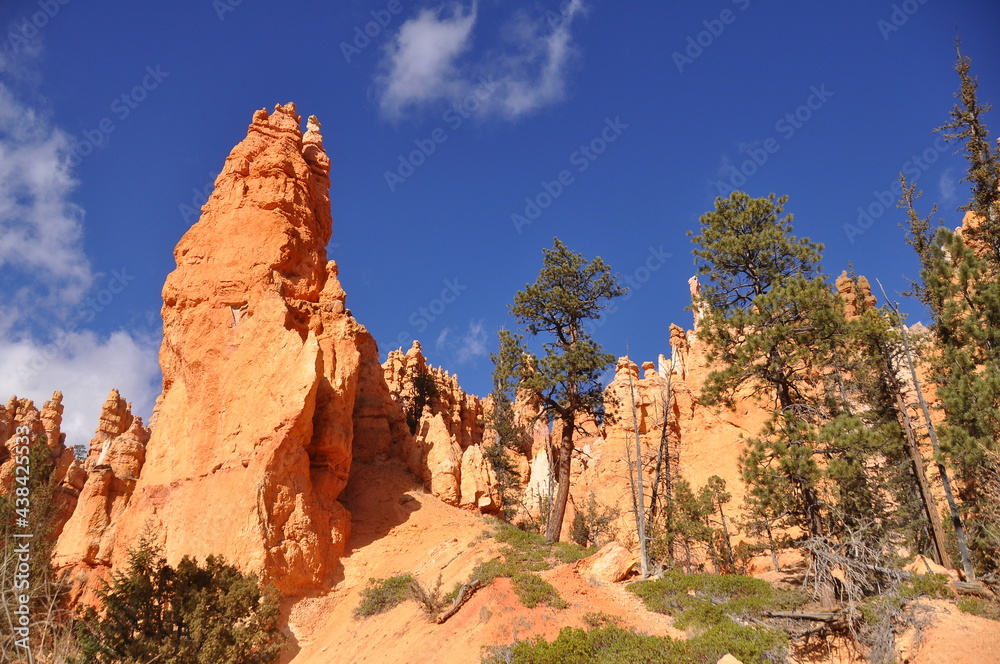 Beautiful orange hoodoos, view from the ground in Paunsaugunt Plateau of Bryce Canyon National Park, USA