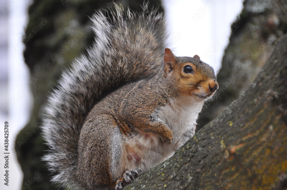 Closeup of eastern gray squirrel on a tree Closeup of eastern gray squirrel on a tree