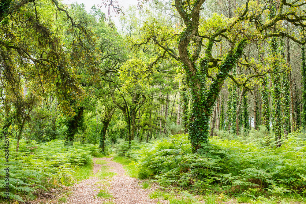 landscape of the Landes forest in the south west of France landscape of the Landes forest in the south west of France