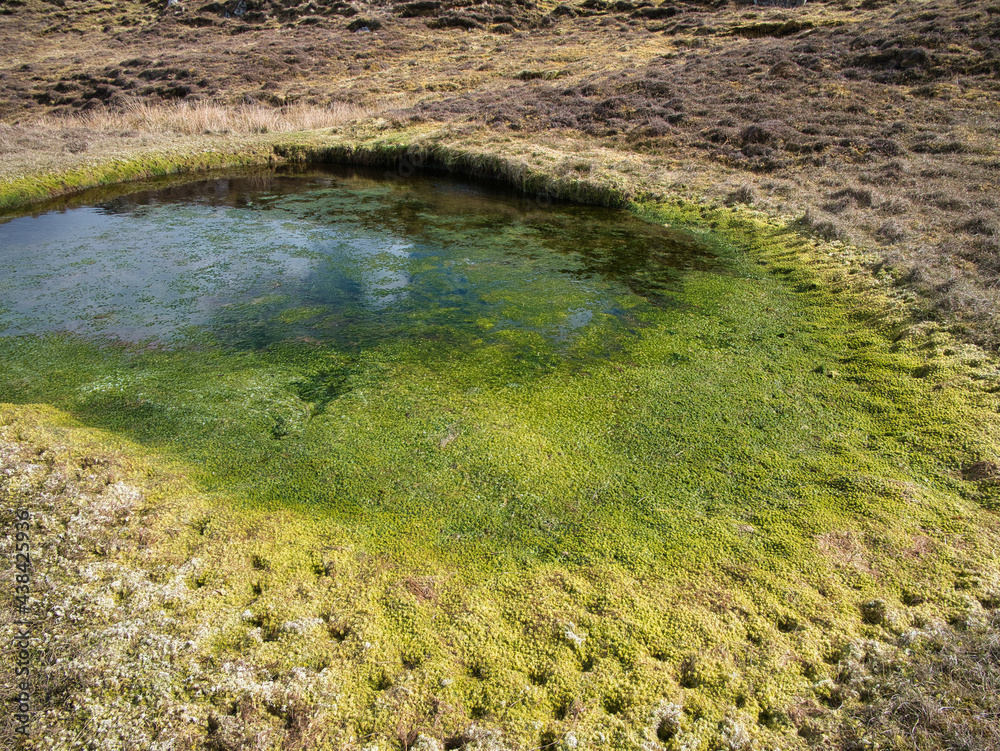 Overgrowth of bright green vegetation in a freshwater pool on Lunna Ness, Shetland, UK Overgrowth of bright green vegetation in a freshwater pool on Lunna Ness, Shetland, UK