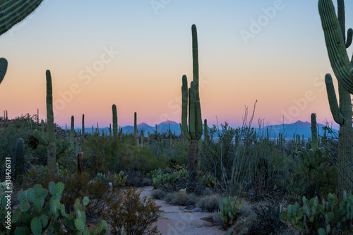 Trail Cuts Through Saguaro and Other Desert Plants at Sunrise © kellyvandellen