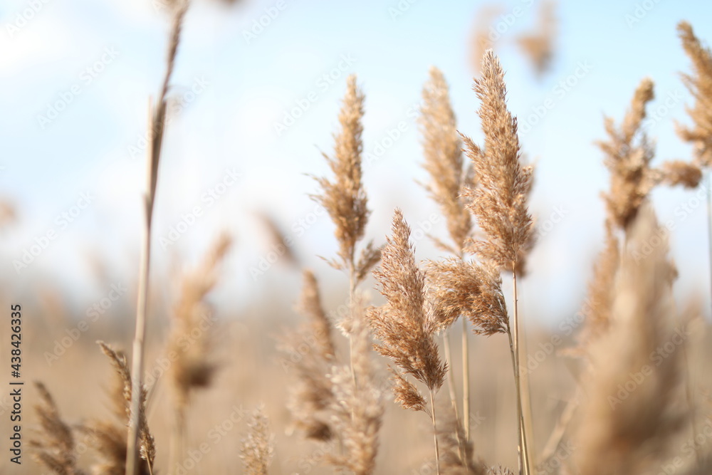 flowering lush spikelets develop in the wind in the field flowering lush spikelets develop in the wind in the field