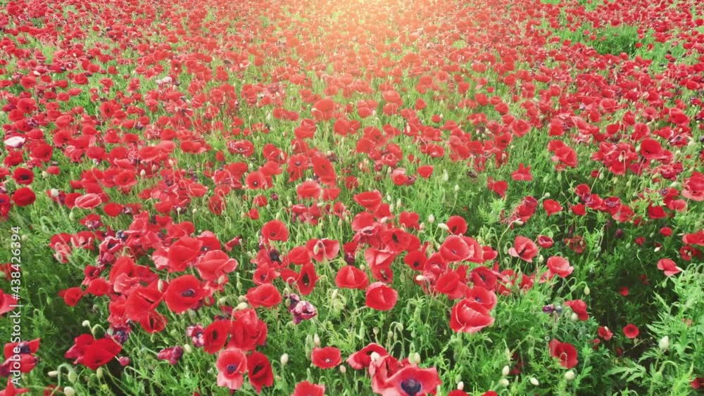 Flying over huge field of red poppies. Aerial shot of poppies sway in the wind. 4K, UHD Flying over huge field of red poppies. Aerial shot of poppies sway in the wind. 4K, UHD