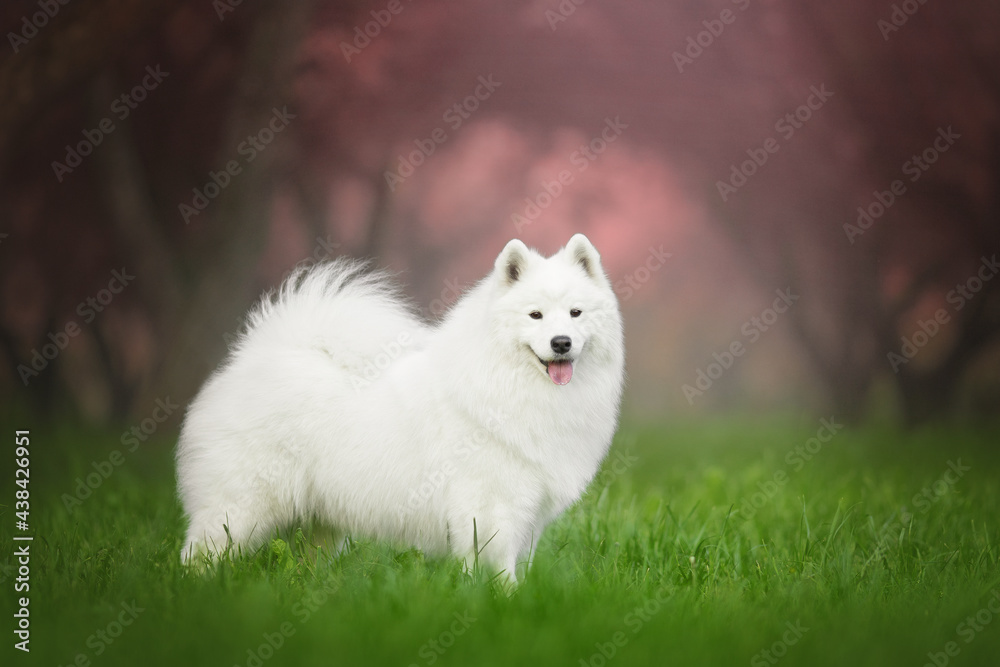 samoyed dog blossom portrait samoyed dog blossom portrait