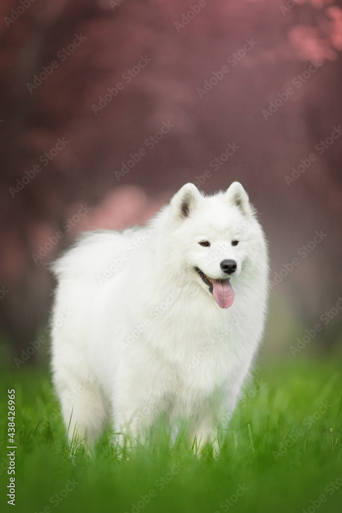samoyed dog blossom portrait